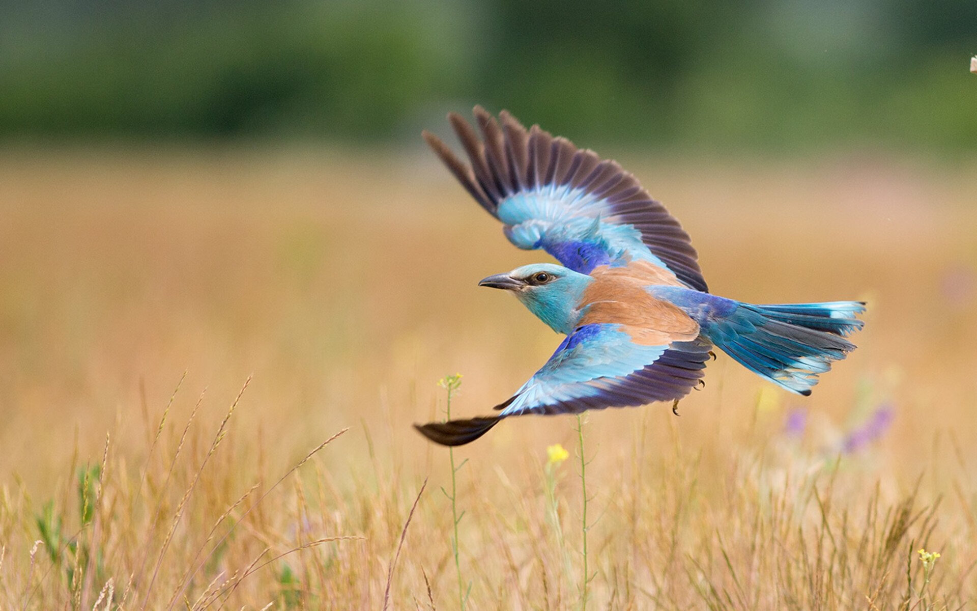当三笘薰点燃亚洲之光,安哥拉已在欧洲腹地插旗
