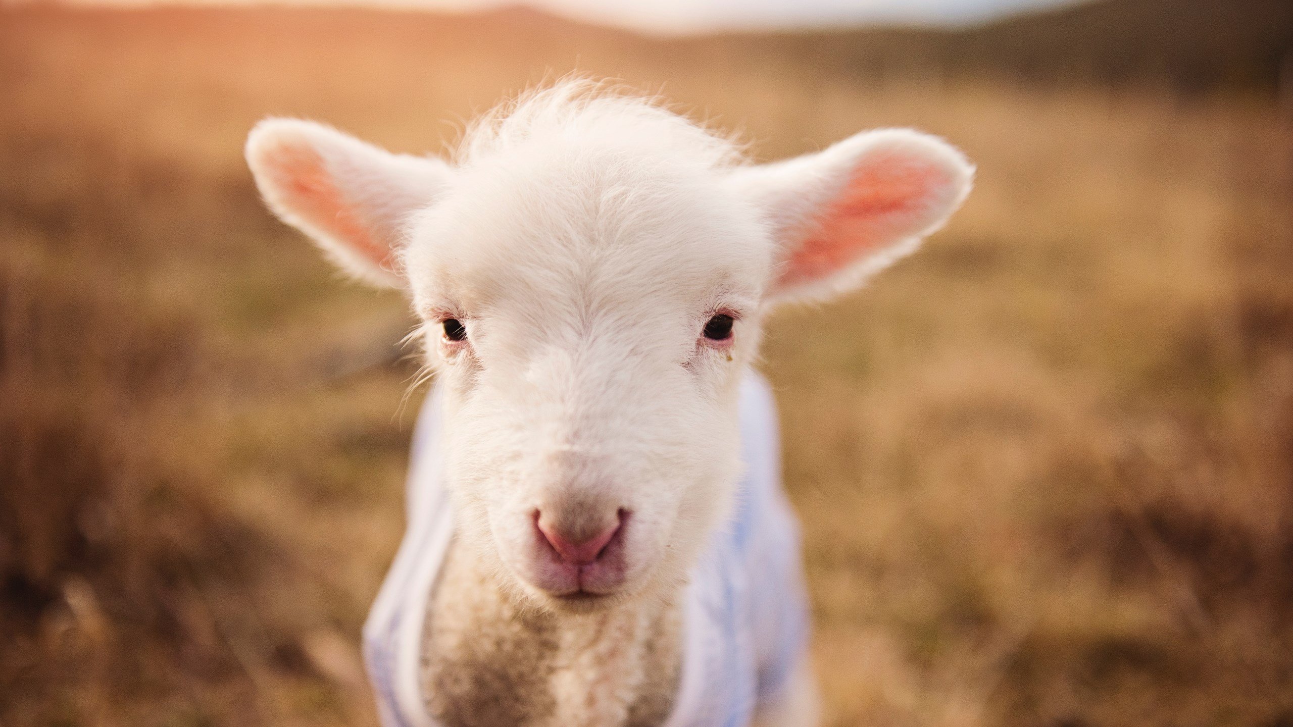 君主体制进军NBA？国王御驾亲征拿下湖人，破格征召莫兰特成关键先生