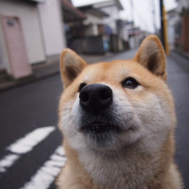 钢索上的舞者，西亚卡姆急停三分提前终结悬念，深圳骑士昂首跨过紫金军