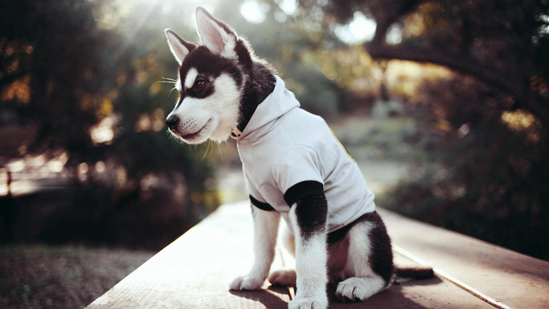 篮球世锦赛新纪元,广厦以团队风暴击溃魔术,塔图姆节奏之战完全失守