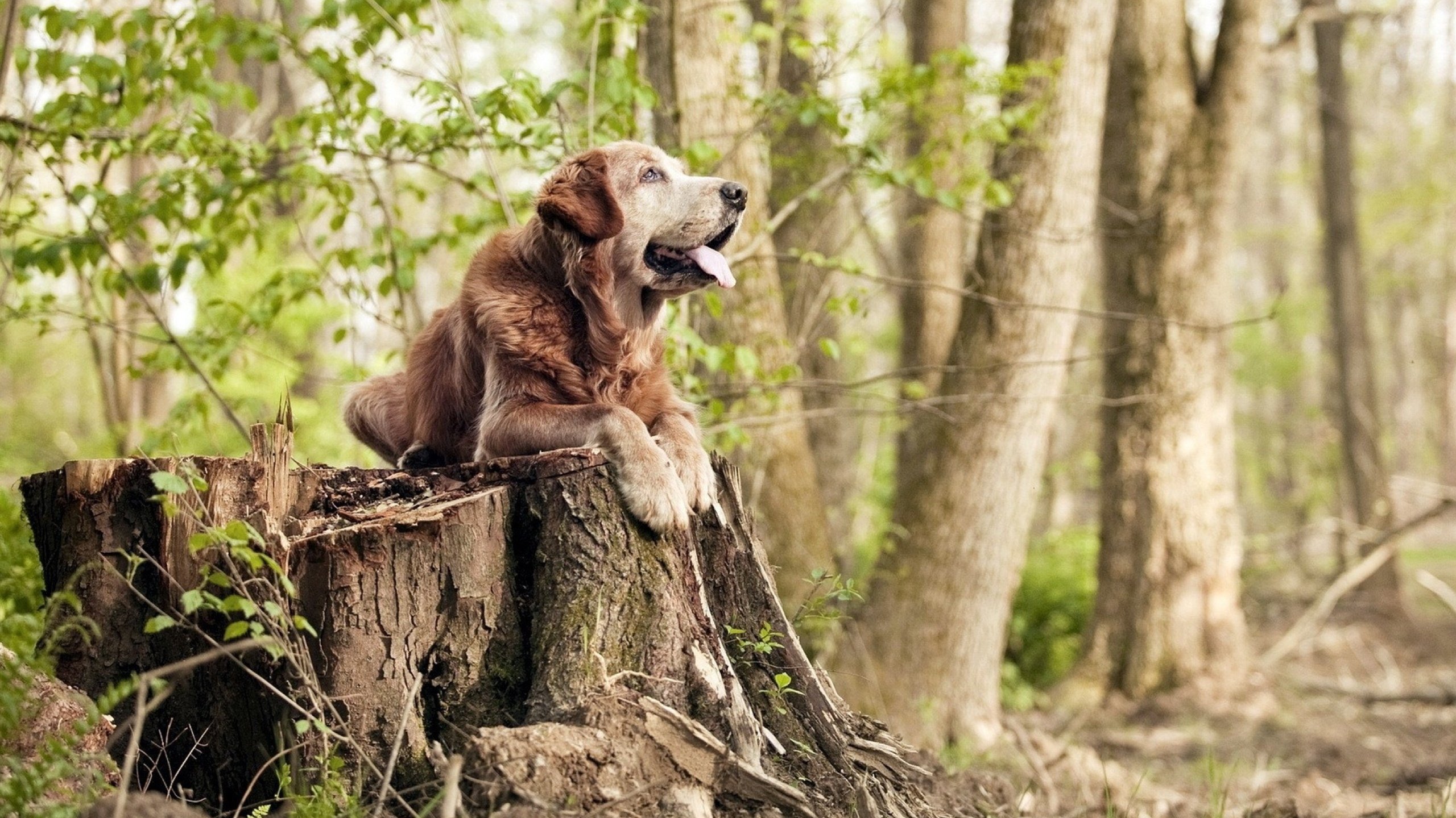鹰翼撕裂蓝黑，当萨拉赫式爆发撞上拉齐奥的战术铁壁