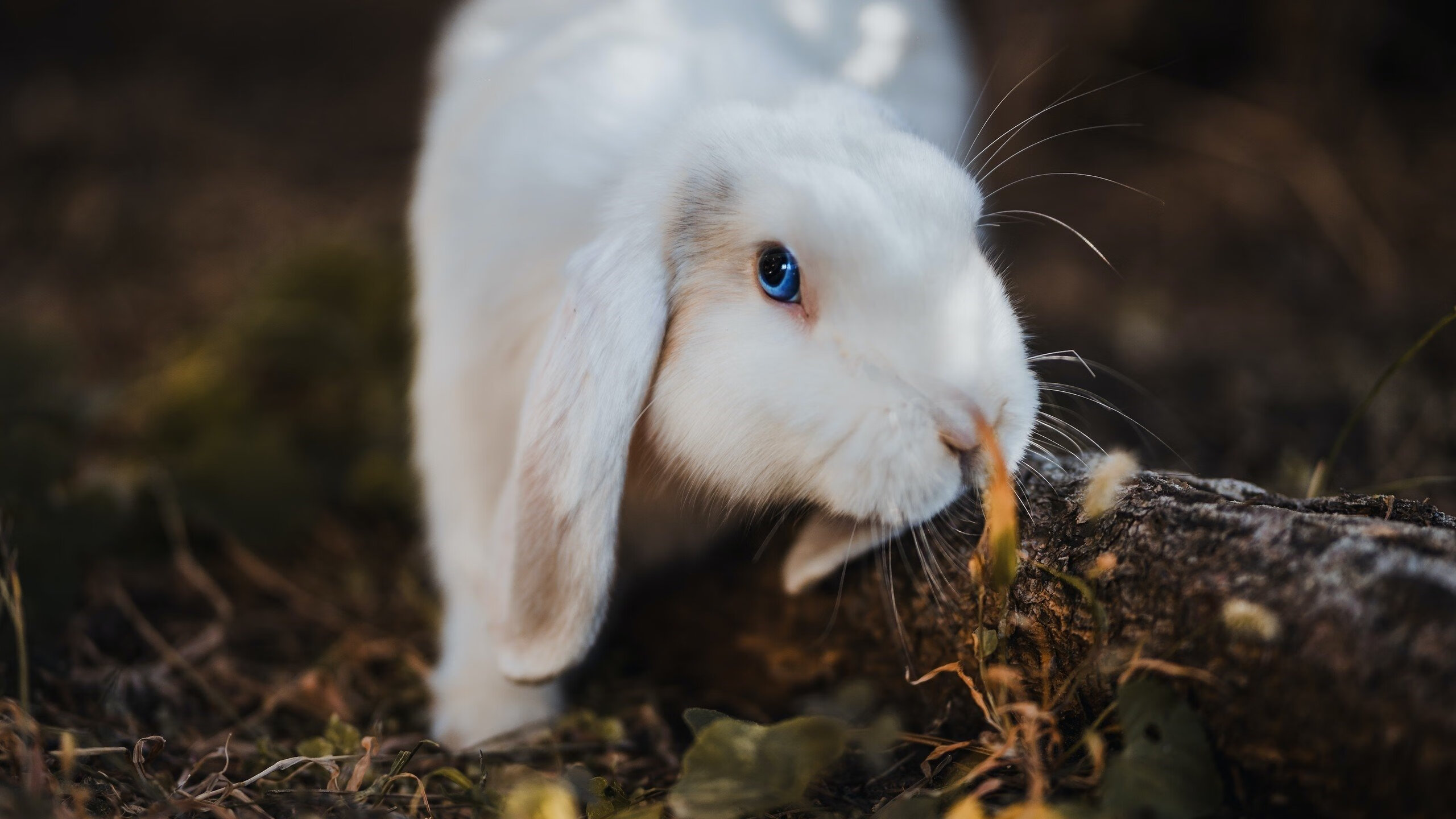 无名之辈的逆袭，秘鲁爆冷胜马里，阿什拉夫以一人之力改写赛场规则