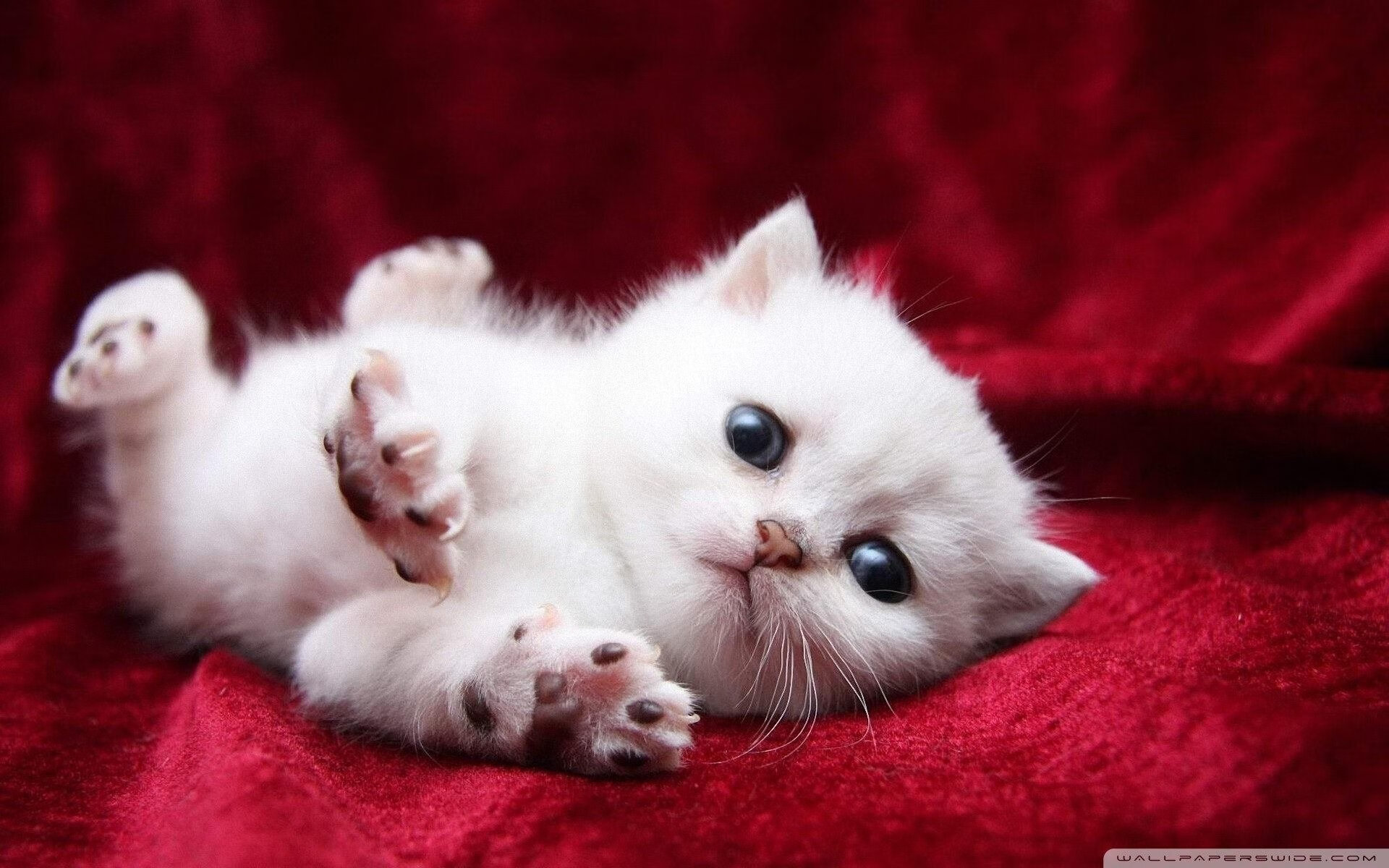 当北欧冰锋遇见热带风暴，贝林厄姆在芬兰与洪都拉斯的不可能对决中重写足球法则