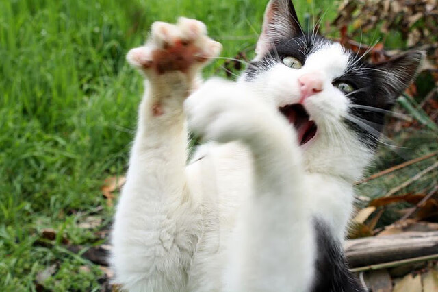 戈贝尔爆裂演出！一记陨石扣篮，撕开辽宁十连胜金身