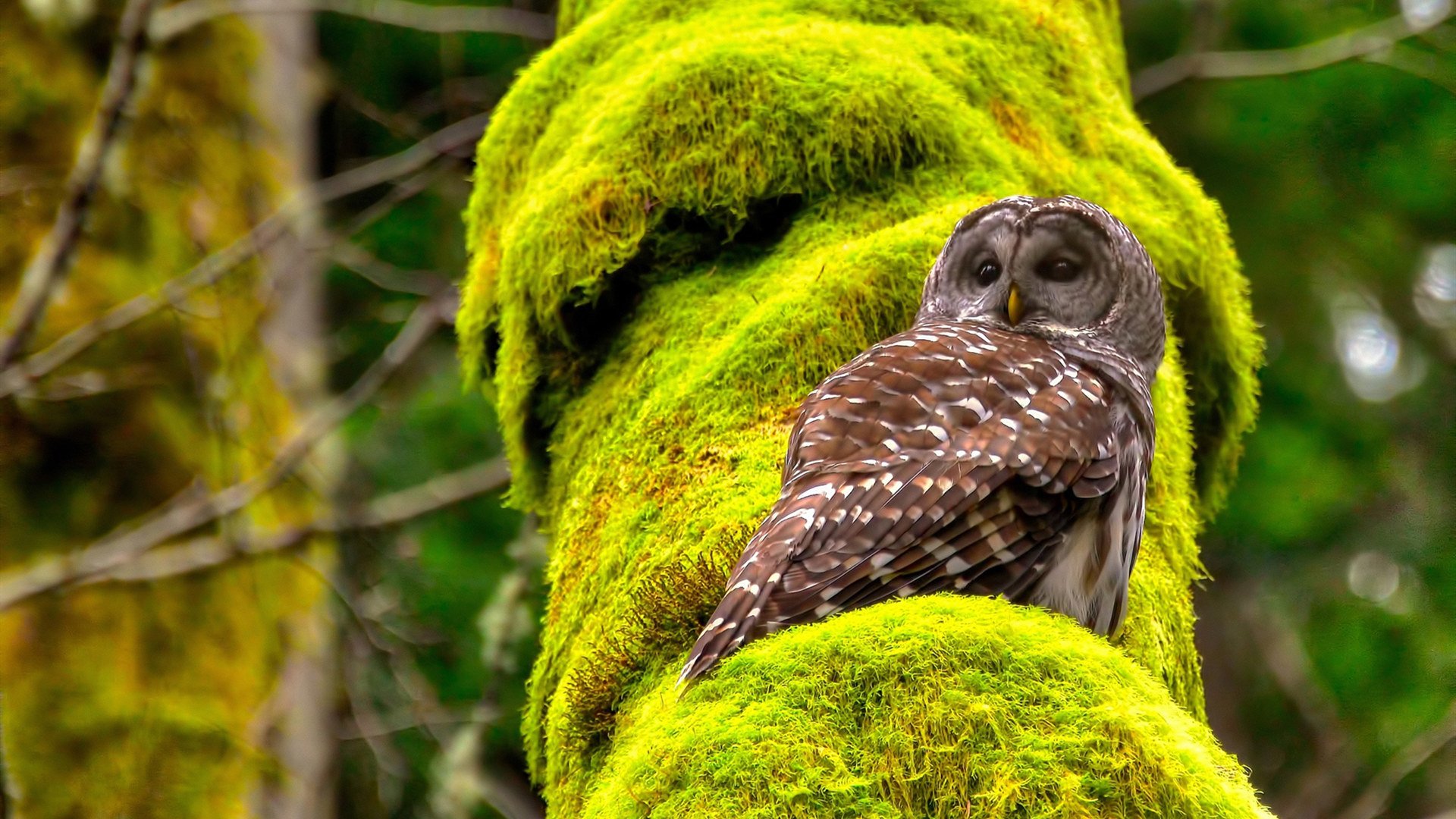 F1街道赛焦点战启示,猛龙力克76人的速度与智慧