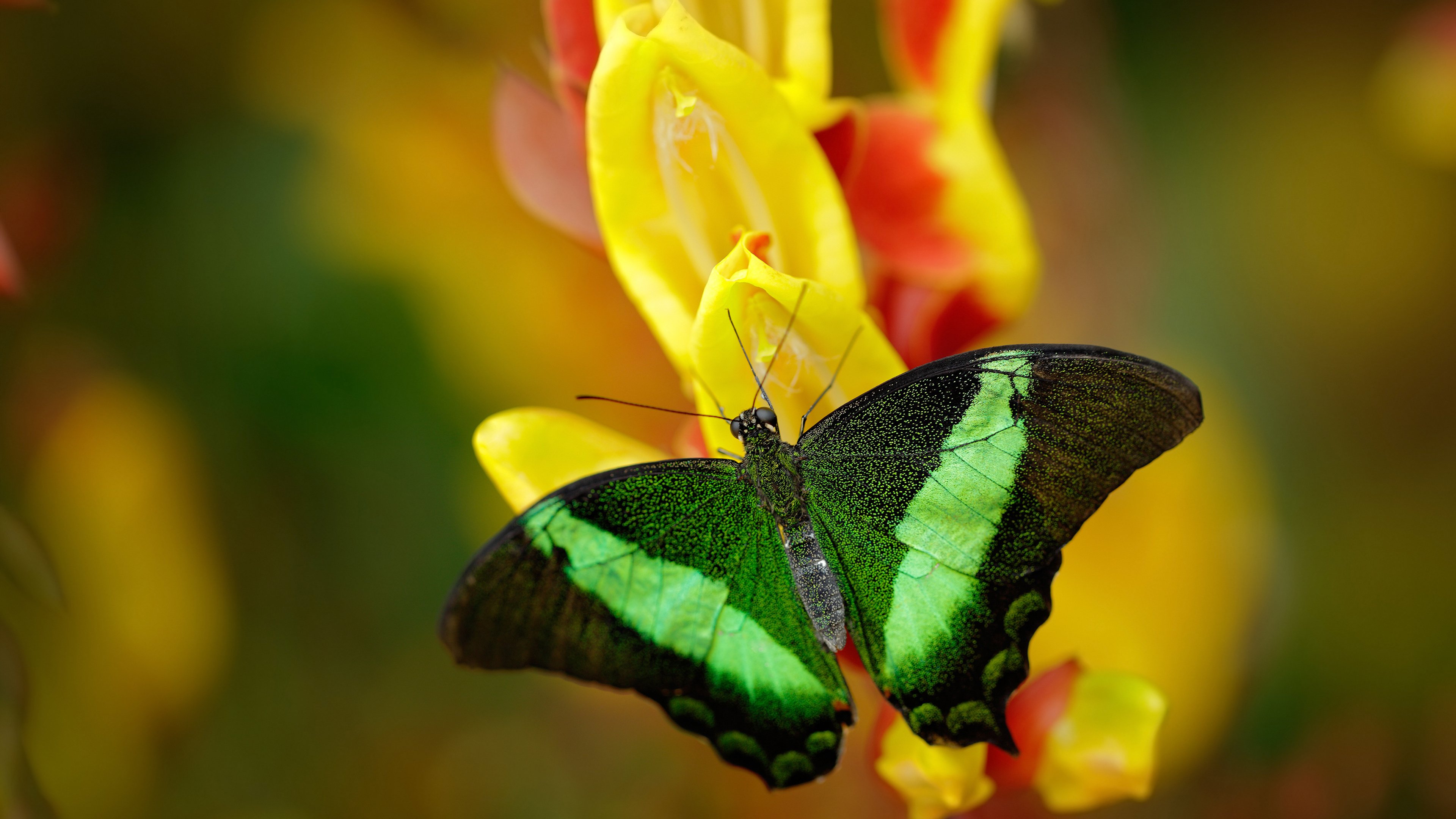 总决赛之夜，布克的每个脚步都在重写教科书