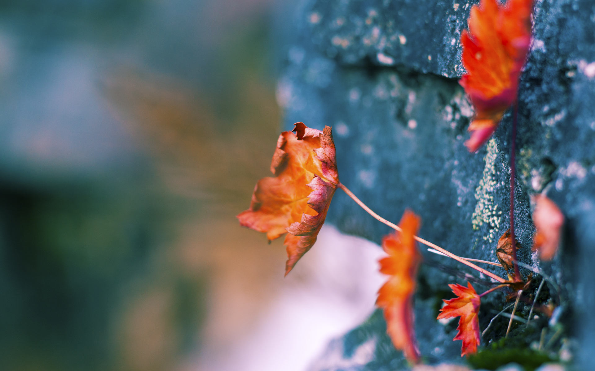征服者的倒影,格列兹曼与一场跨越大洋的赎罪