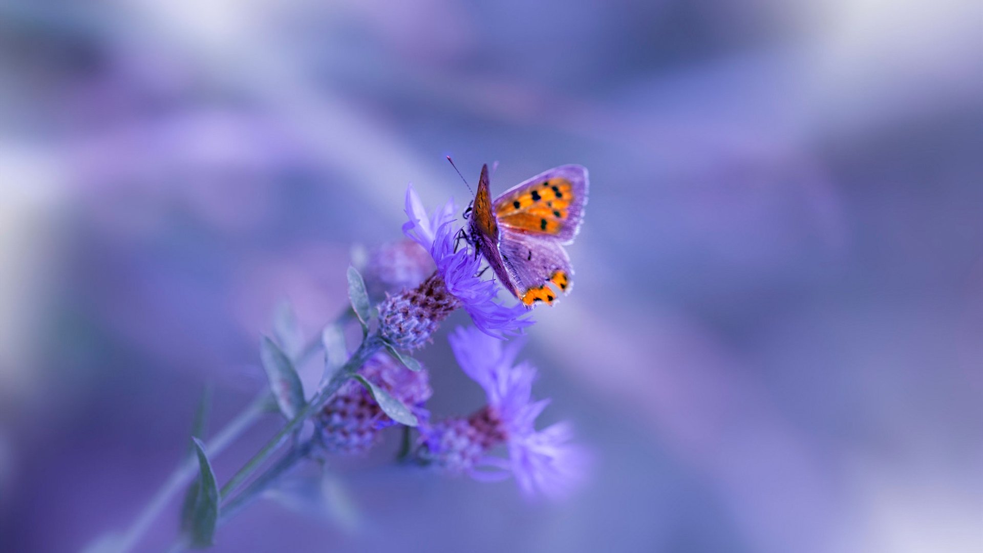戈麦斯的大师课，欧冠半决赛的接管与绿茵场外的强压艺术