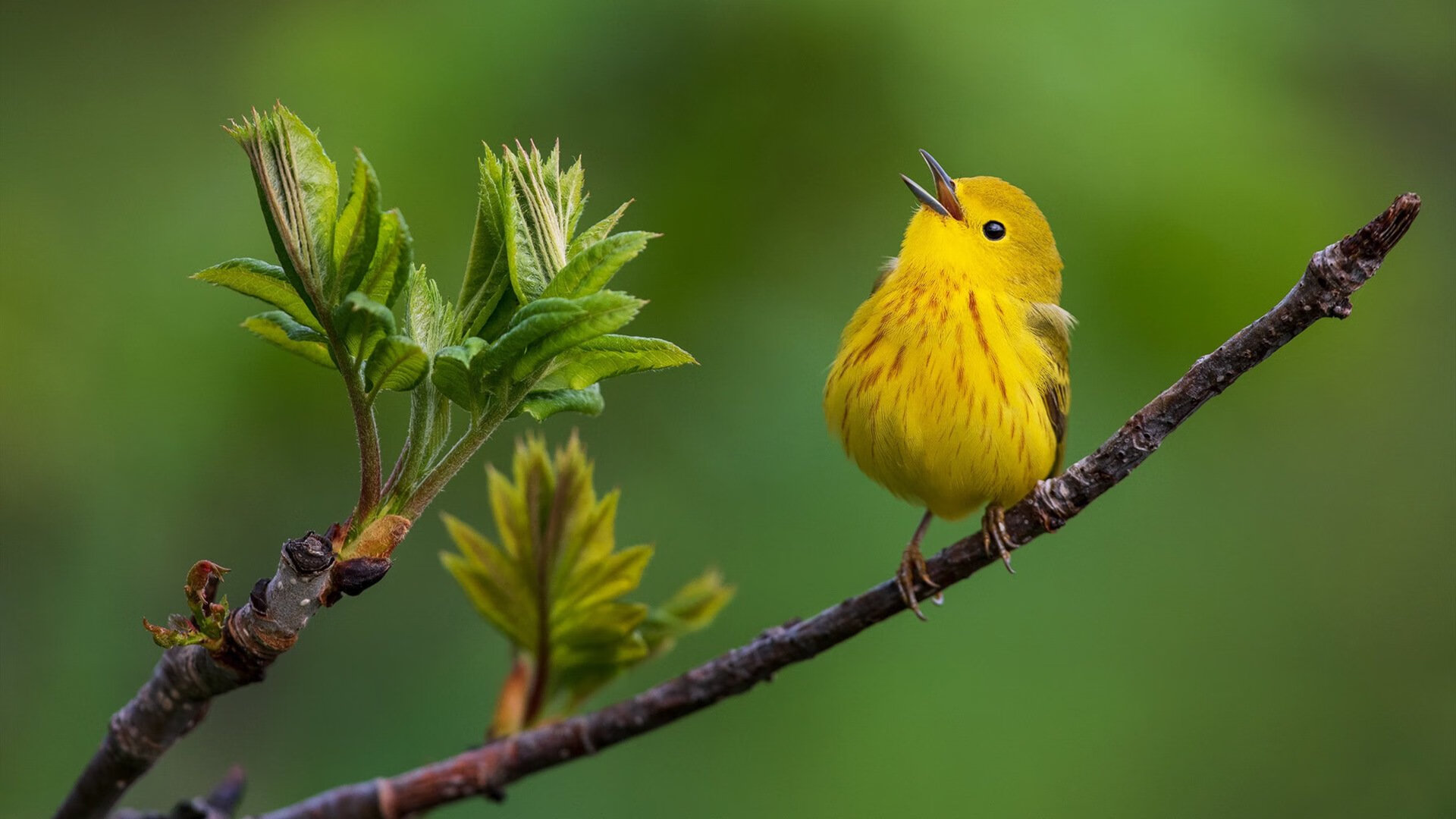 卡瓦哈尔坐镇中场指挥若定,切尔西稳扎稳打攻克土耳其防线