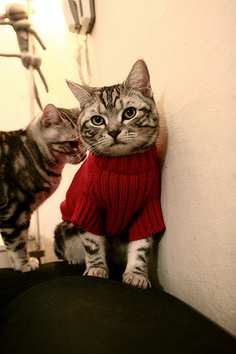 球场双面镜,约基奇的个人艺术与黄蜂的团队韧劲